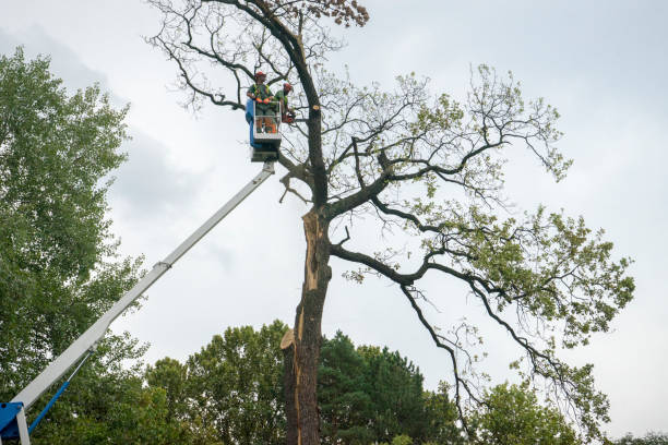 Best Tree Root Removal  in Lakewood, WA